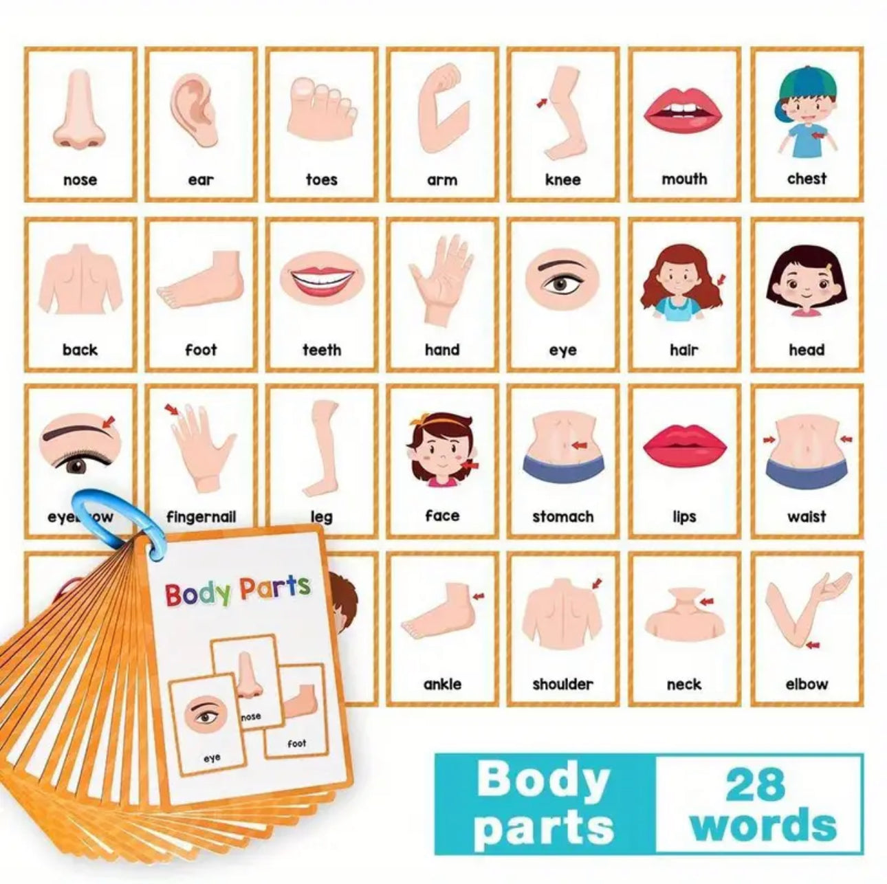 Flash Cards